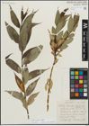 Foto von Salix lucida Muhl.